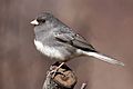 Junco hyemalis hyemalis CT1 (cropped)