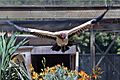 King vulture flying