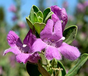 Leucophyllum frutescens Green Cloud.jpg