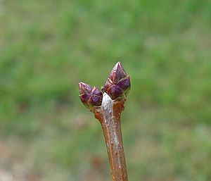 Lilac buds