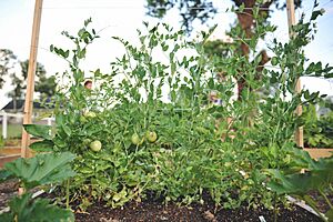 Lonsdale Community Garden