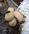 Lycoperdon pyriforme Sasata scale