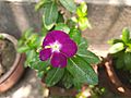 Madagascar periwinkle bdl