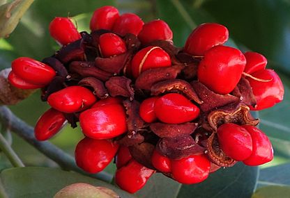 Magnolia virginiana mature fruit