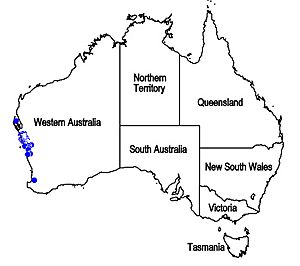 Map.Pityrodia-Quoya oldfieldii.jpg