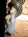 Mating Great Grey Slug 4124