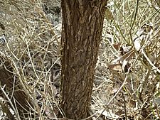 Melaleuca thyoides (bark)