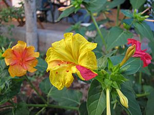 Mirabilis-jalapa-In-Different-Colors.jpg