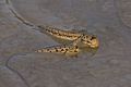 Mudskipper - Surabaya mangroves - East Java (30019579862)