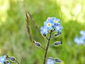 Myosotis arvensis, flower head 3