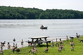 NSP Geese.jpg