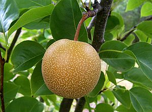 Nashi pear.jpg