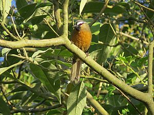 Nilgiri Laughting Thrush