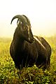 Nilgiri Tahr Adult