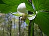 Nodding trillium flower -SC woodlot- 3.JPG