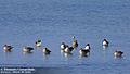 Northern Pintail in Mannar