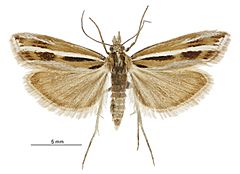 Orocrambus corruptus male2.jpg