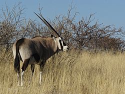 Oryx gazella (Okevi).jpg