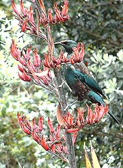 Phormiumtenaxflowertui