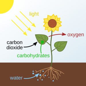 Photosynthesis en