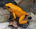 Phyllobates terribilis "orange blackfoot"