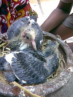 Pigeon Chicks2 2am