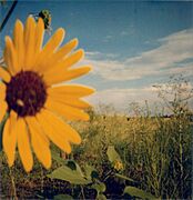 Polaroid 600 sunflower