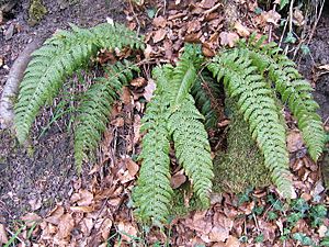 Polystichum aculeatum 01