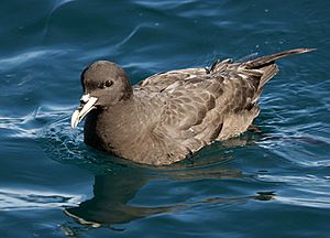 Procellaria westlandica off Kaikoura