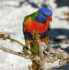 Rainbow Lorikeet (Trichoglossus haematodus) -Nelson Bay -NSW.jpg