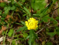 Ranunculus californicus in Sunol Regional Wilderness