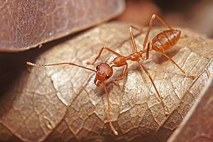 Red Weaver Ant, Oecophylla smaragdina