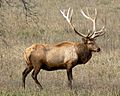 Rocky Mountain Bull Elk