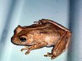 Roth's Tree Frog 21-9-05