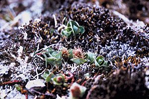 Salix arctica USFWS.jpg