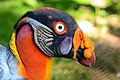 Sarcoramphus papa (Königsgeier - King Vulture) - Weltvogelpark Walsrode 2013-01