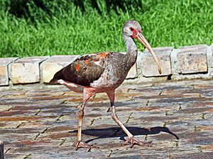 Scarlet Ibis juvenile RWD