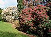 Spring Heligan Gardens - geograph.org.uk - 735741.jpg