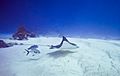 Stingray (Myliobatoidei) in Cozumel, Mexico