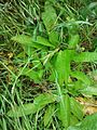 Teasel leaf low