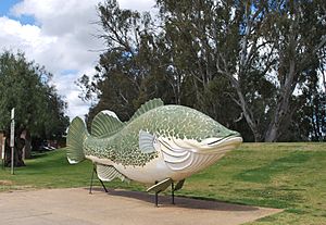 Tocumwal Big Cod