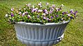 Torenia in a flowerpot