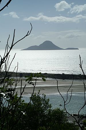 Whale island nz