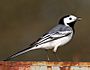 White-Wagtail.jpg