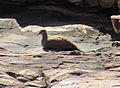 White-quilled Rock-Pigeon 02