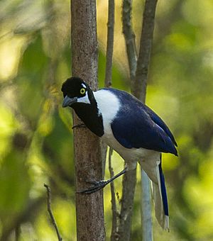 White-tailed Jay.jpg