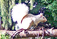 Whitesquirrel