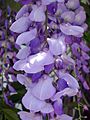 Wisteria sinensis 1