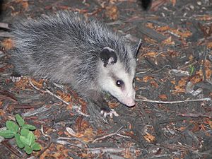 Young Possum