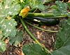 Zuchinni 1107.JPG